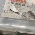 自行维修，我就不信