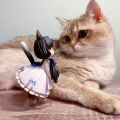 2只猫猫