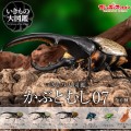 生物大图鉴 甲虫 7