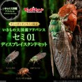 进化生物大图鉴 蝉01 展示架套装