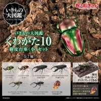 生物大图鉴 锹甲10 树皮底座（小号）套装