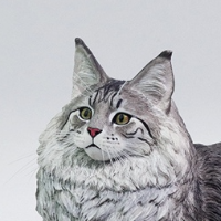 银虎缅因猫