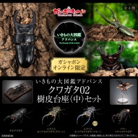 生物大图鉴 进阶版 锹甲02 树皮底座（中号）套装