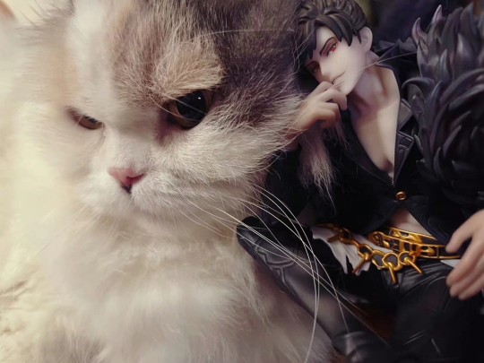 猫咪与汉子
