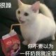 暴躁老猫