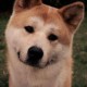 hachi