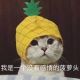 芗