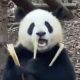 追风少年柳大树