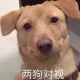 聪明伶俐机智勇敢