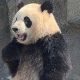 江东木木