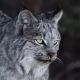 EurasianLynx