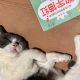 饺子咪