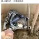 奏书