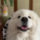 小鹿の奇妙冒险
