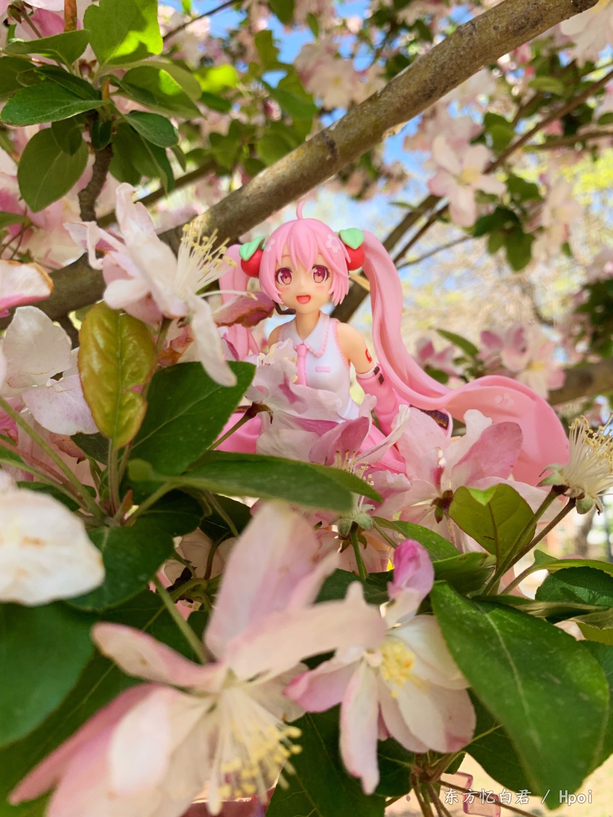 樱miku外摄