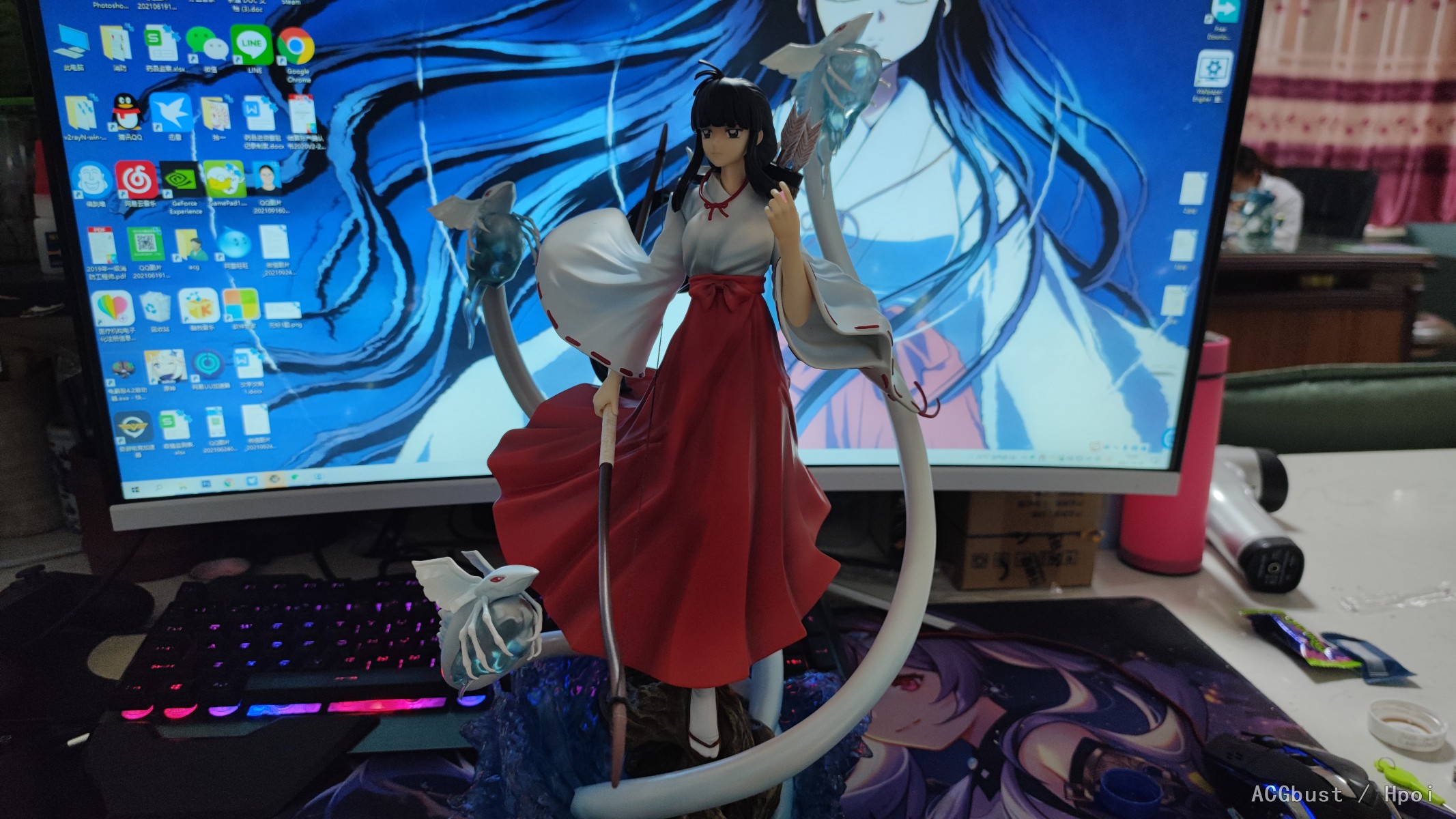 暗王桔梗  到货随拍