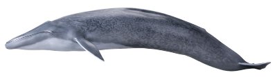 メガソフビアドバンス MSA-004 蓝鲸