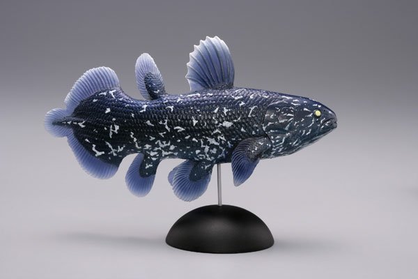 【水上精灵】海洋生物系列Vol.1棘鱼（幼鱼）【#1-002 】