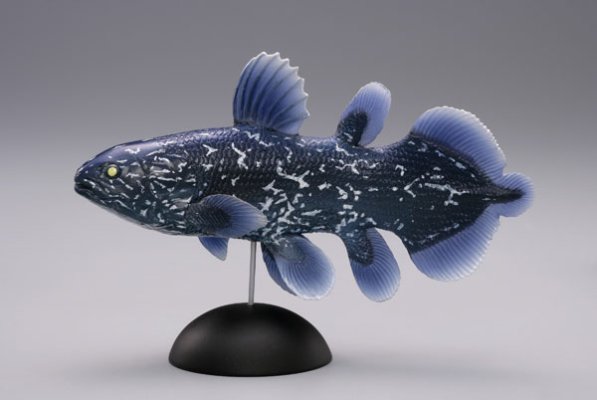 【水上精灵】海洋生物系列Vol.1棘鱼（幼鱼）【#1-002 】