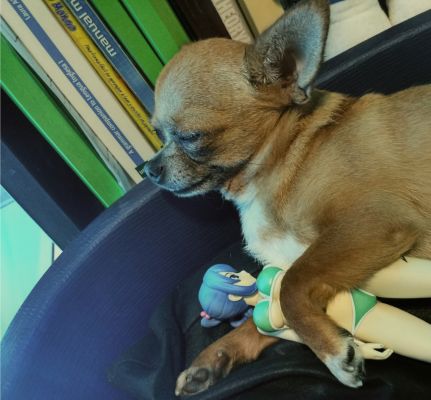 妖尾 茱比亚・洛克沙 水着 限定Ver. 