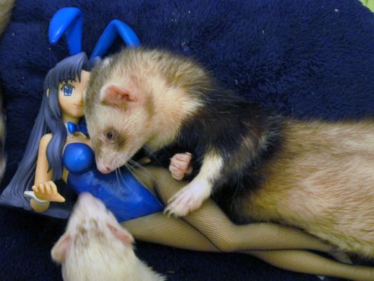 朝仓凉子 兔女郎Ver.