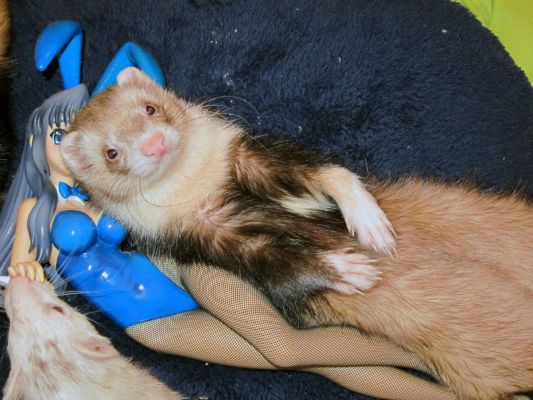 朝仓凉子 兔女郎Ver.