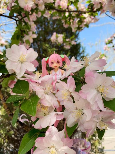 樱miku外摄
