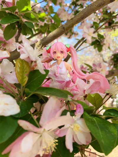 樱miku外摄