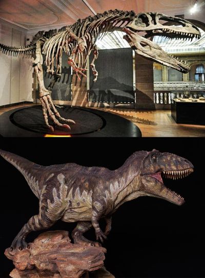 MUS014 博物馆收藏系列 南方巨兽龙