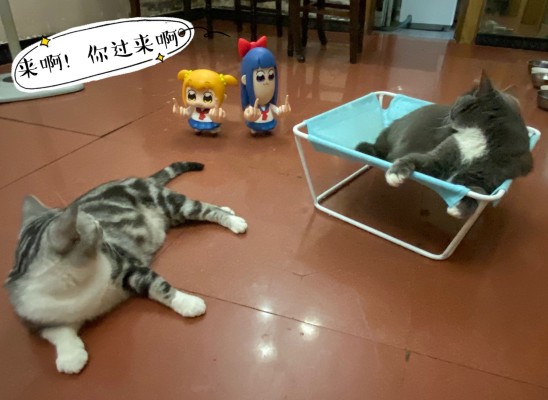 pop子和pipi美的日常 pop子