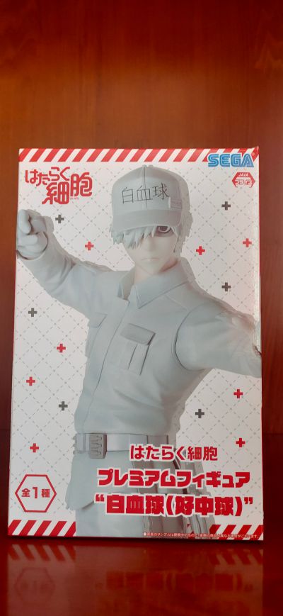 工作细胞 U-1146 白细胞