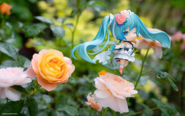 与花共舞