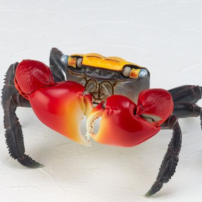 REVOGEO 红爪蟹