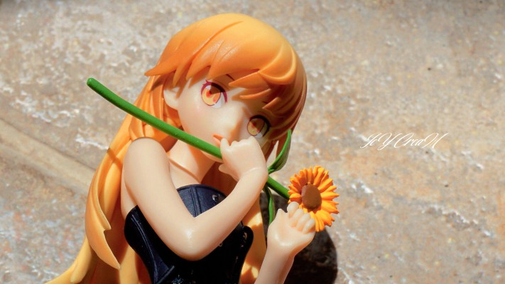 ひまわりの約束🌻