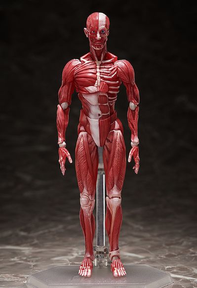 figma#SP-142 桌上美术馆 人体模型