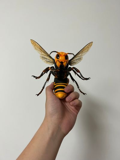 REVOGEO 日本大黄蜂