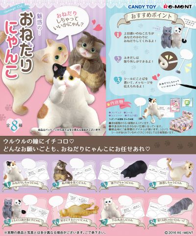 乞求猫