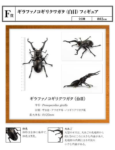 一番赏昆虫 世界昆虫博物馆 F奖 长颈鹿锯锹（白眼）