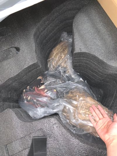 怪物猎人15周年 怪物猎人:世界 灭尽龙 高分辨率精细头雕