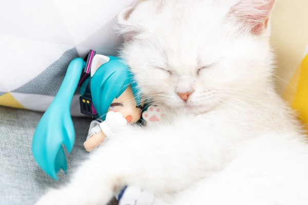 葱葱和猫猫