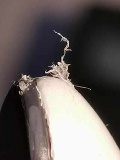 B-style IS〈无限斯特拉托斯〉凰铃音 猫版