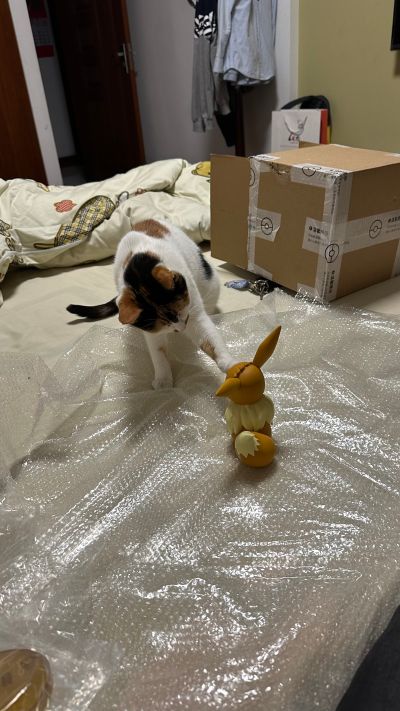 宝可梦 伊布