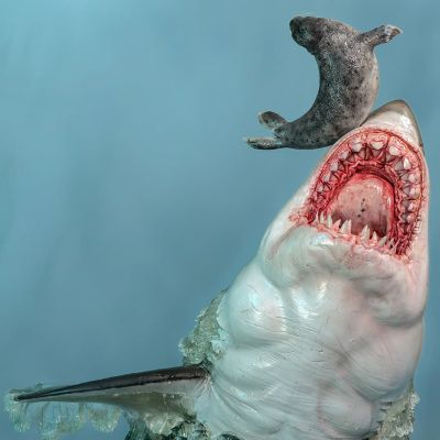 博物系列 大白鲨