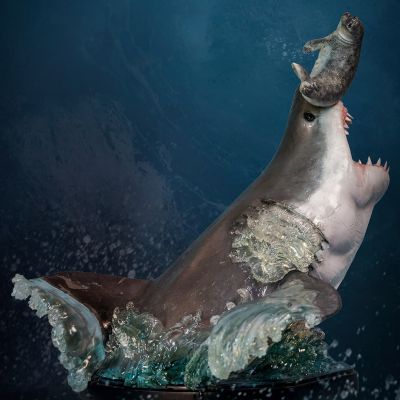 博物系列 大白鲨