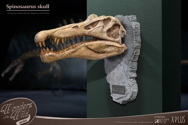 史前动物系列  棘龙头骨化石