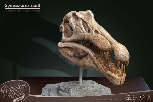 史前动物系列  棘龙头骨化石
