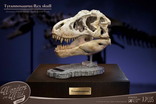 史前动物系列 暴龙头骨化石