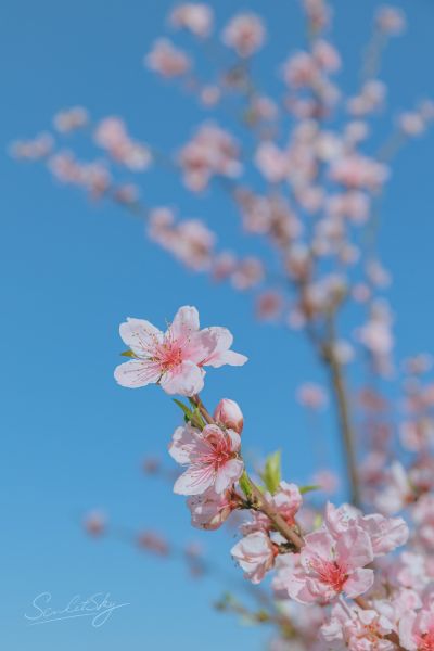 我的妹妹哪有这么可爱 高坂桐乃 私服