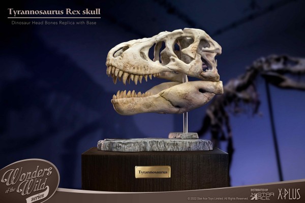 史前动物系列 暴龙头骨化石