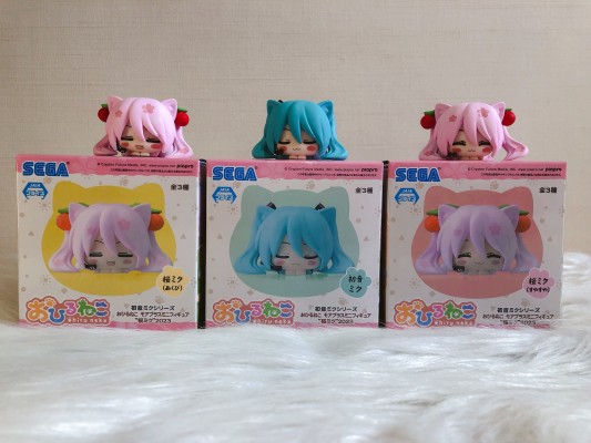 午睡猫咪MP 初音未来 樱花未来2023